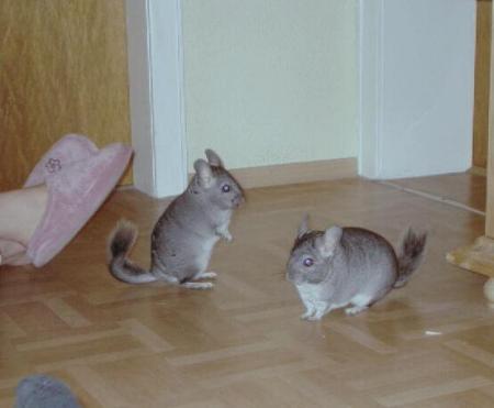 Unsere Chinchillas - Tiere & Tierwelt - GREEN24 Hilfe Pflege Bilder