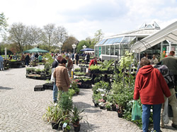Rarittenmarkt