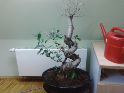 Ficus.JPG
