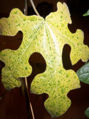 Leaf.JPG