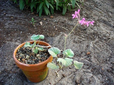 Pelargonium sidoides (2).jpg