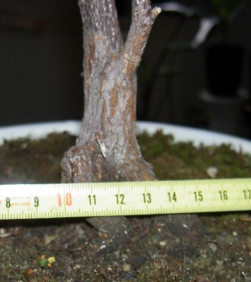 bonsai-ahorn2.jpg