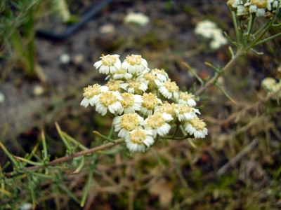 Achillea teretifolia (3).JPG