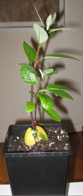 Avocado 1.PNG