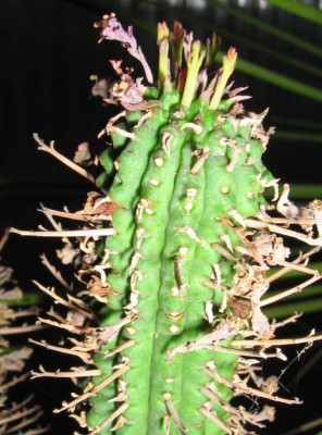 IMG_1773 Euphorbia mammillaris.jpg