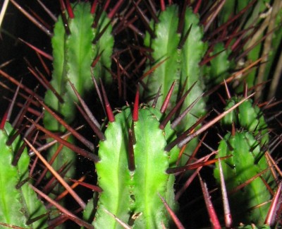 IMG_1771 Euphorbia pentagona.jpg