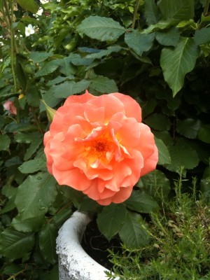 Foto-Rose-Orange-Blüte.jpg