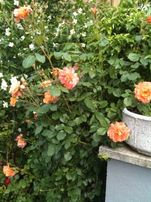 Foto-Rose-Orange-Strauch.jpg