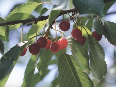 2182-Kirschbaum-Prunus-avium.jpg