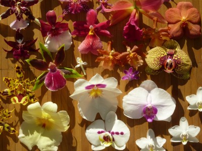 Orchideen Vielfalt.jpg