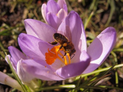 Krokus mit Biene (2).JPG