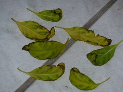 k-Solanum (5).JPG