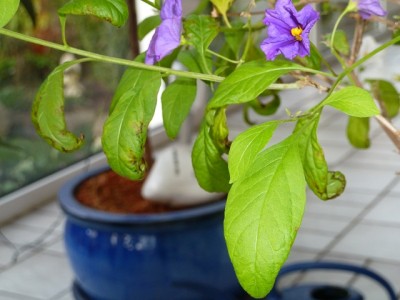 k-Solanum (1).JPG