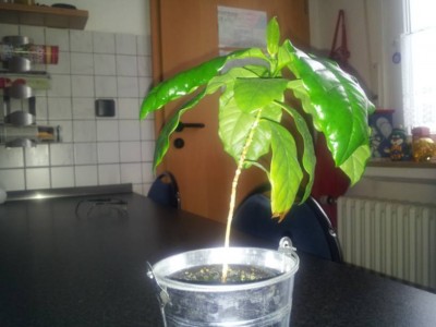 Kaffeepflanze.jpg