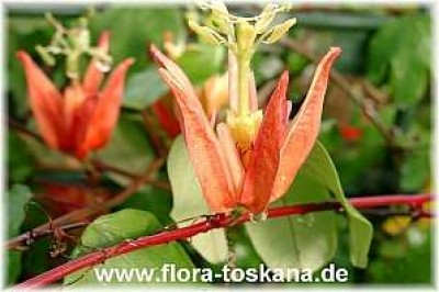 passiflora_aurantiaca_120304.jpg