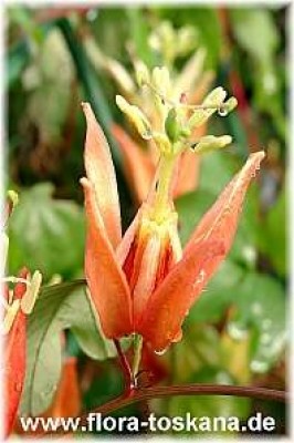 passiflora_aurantia_-_digi.jpg