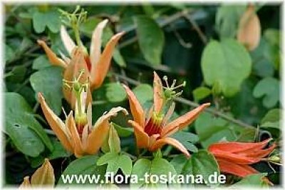 passiflora_aurantia_-_170906.jpg