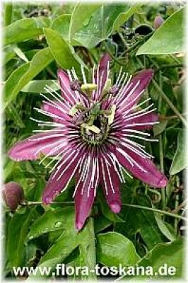 passiflora_x_violacea_6_-_280605.jpg