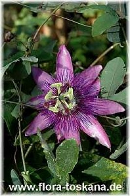 passiflora_x_violacea_1_-_201006.jpg
