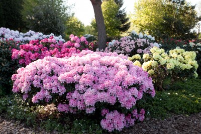 2500-Verschulung-Rhododendron.jpg
