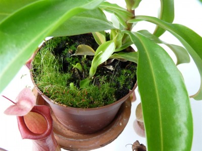 Nepenthes I.JPG