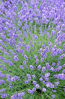 Lavendel-Homöopathie_2686_2.jpg