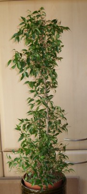 Ficus Benjaminia natasja.JPG