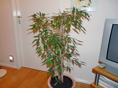 Ficus (Large).jpg