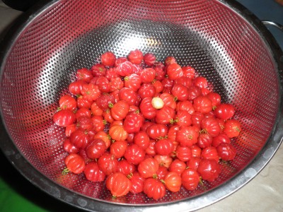 surinam cherry.jpg