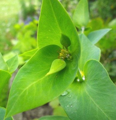 Euphorbia 3.jpg