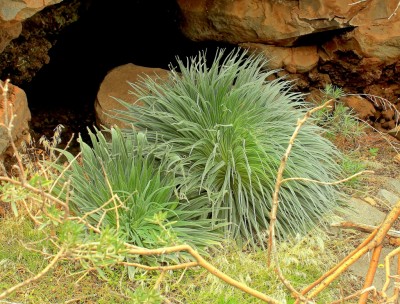 Echium wildpretii (6).jpg