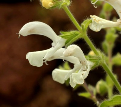 Salvia broussonetii (3).jpg