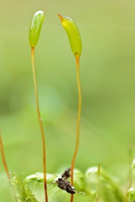 Plagiothecium curvifolium (1).jpg