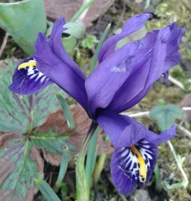 iris reticulata 2017-03-11.jpg