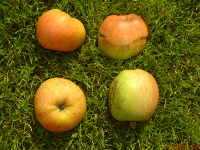 Äpfel.JPG