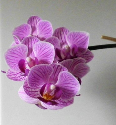 Phalaenopsis.JPG