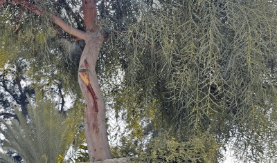 Libanon-Baum  (2).jpg