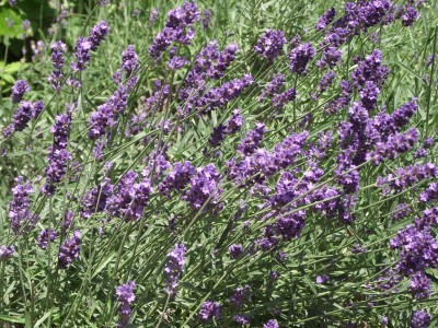 Lavendel.JPG