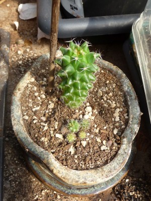 Mammillaria1.jpg