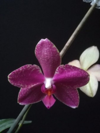 Orchideen - alles ohne Ludisia & Freiland -  VII