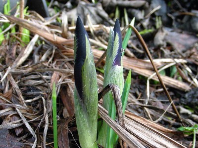 Knospen der dunklen Iris reticulata.jpg