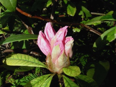 1. Rhododendron-Blüte.jpg