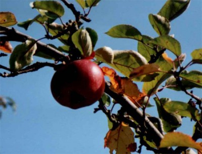 Apfelbaum Früchte2.jpg