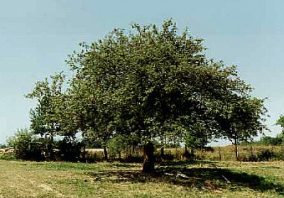Apfelbaum2a.jpg