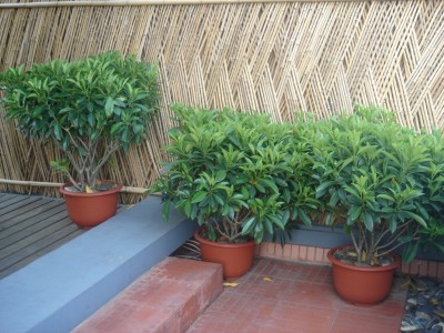 Terrassenpflanzen.jpg