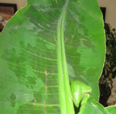 Blatt der Bananenpflanze.jpg