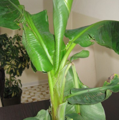 Bananenpflanze.jpg
