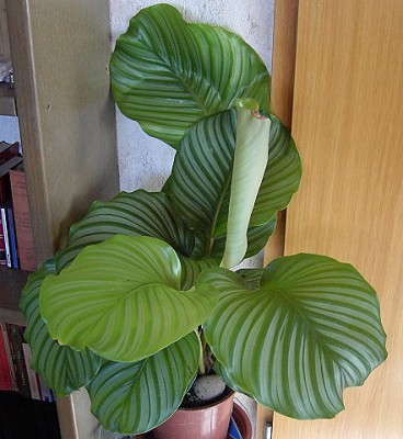 Calathea orbifolia - Korbmarante.JPG