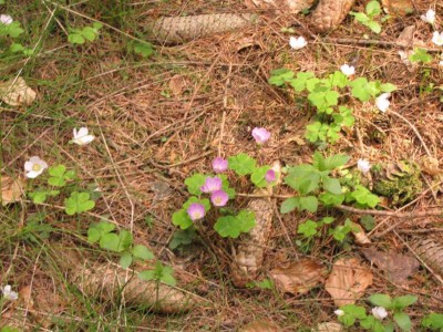 Wald-Sauerklee.JPG