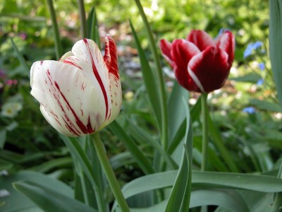 tulpe.JPG